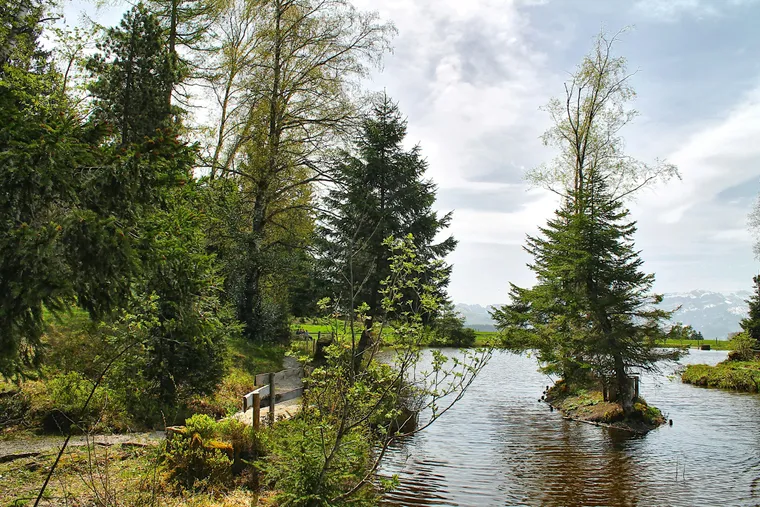 Kleiner Waldsee mit einer Insel aus Tannen